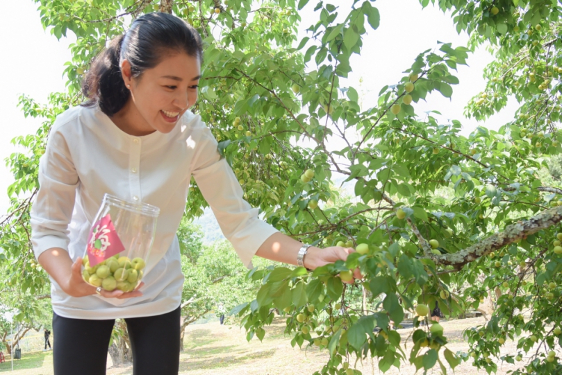 梅子節國姓梅香秘境採梅去   敲梅、野餐趣