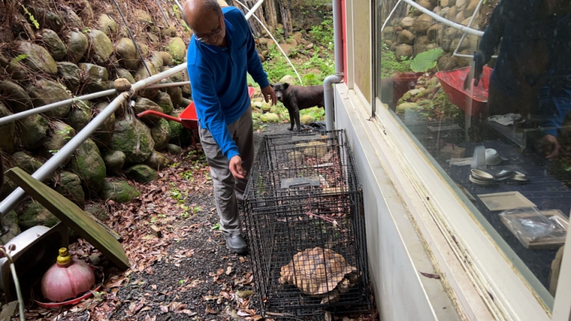 新竹縣農民發現象龜誤闖農民菜園   呼籲飼主出面認領