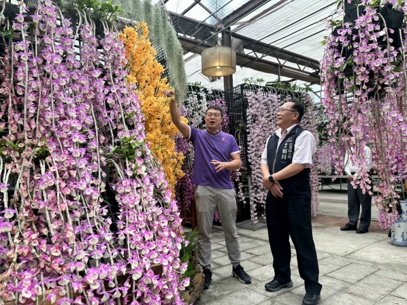 台中市后里區萌芳花卉農場萬株石斛花陸續盛開  有如瀑布傾瀉而下壯觀景象