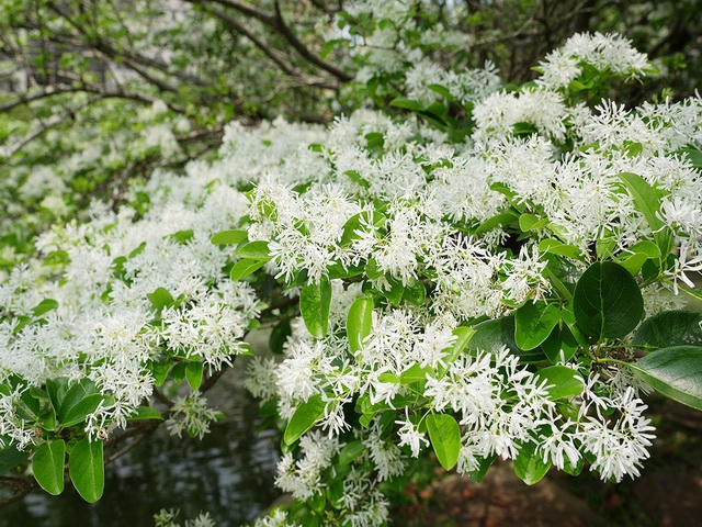 眾人關愛  興大中興湖   流蘇樹「四月雪」盛開