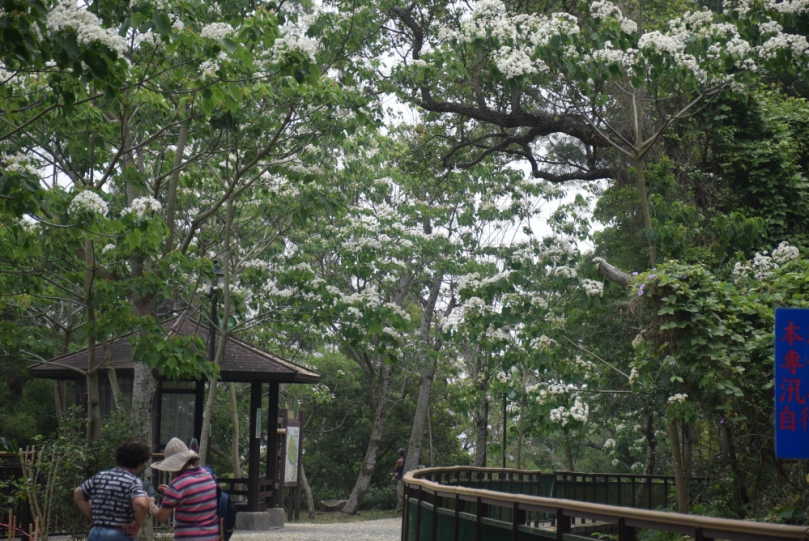 賞油桐花正當時   台中市外埔區農永豐里水流東圳旁約二公里的油桐花盛開