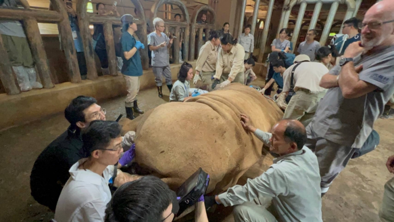 台灣之最！國際「巨型草食獸麻醉工作坊」 驚呼聲中落幕