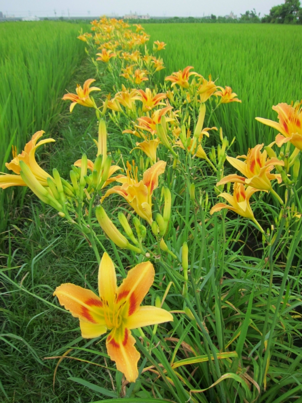 大甲區幸福里生態米專業區萬株「臺東7號」金針花盛開  大甲區農會歡迎民眾欣賞「幸福忘憂」的農村風情