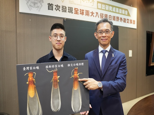 白蟻研究重大突破！興大團隊證實全球兩大入侵種白蟻   首次發現野外雜交族群