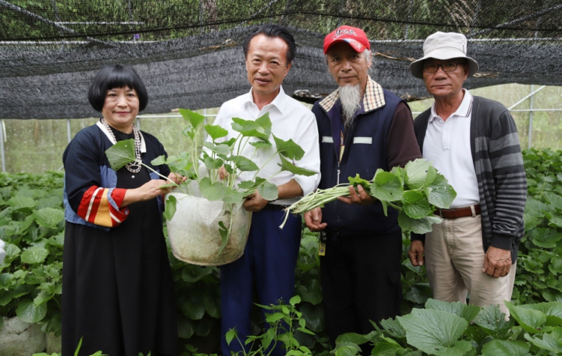 阿里山「哇沙米」復育有成　高海拔發展山葵永續經濟
