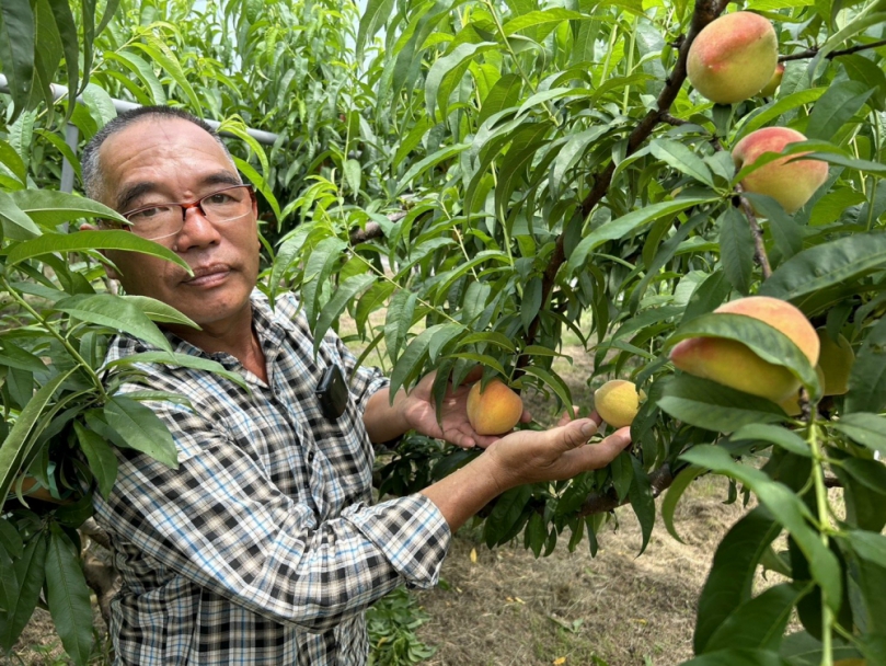台中市外埔區永豐里農友徐寶卿友善種植「水蜜桃」  多汁、甜度高品質優異獲消費者肯定