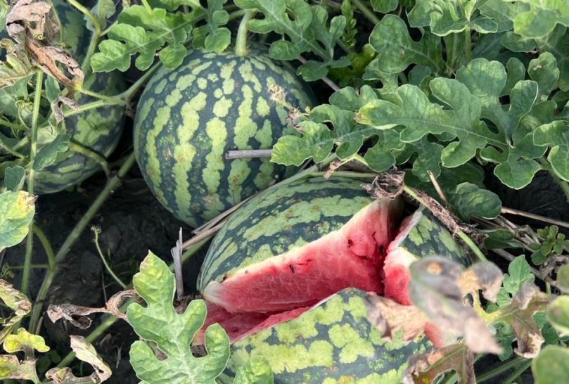 雲林西瓜因氣候多變裂果災情　張嘉郡促農糧署啟動救助程序