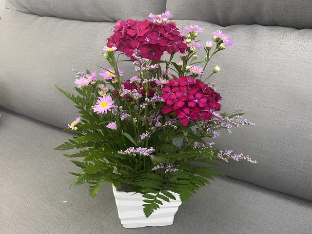 母親節送禮新選擇  耐熱不褪色的石竹「台農3號-仲夏瓔珞」