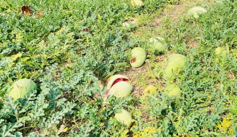 雲林芒果西瓜烏殼綠竹筍農損嚴重　劉建國今邀農糧署會勘爭取天災救助
