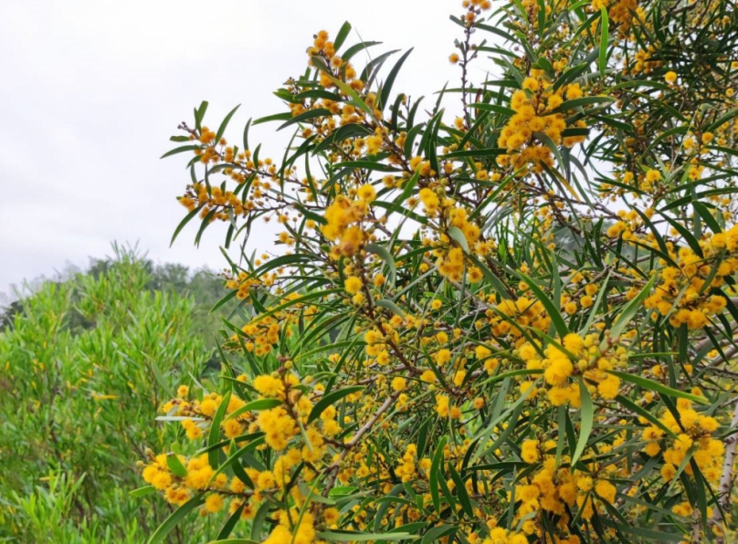 看過相思樹開花？初夏來一趟三義挑炭古道尋幽之旅