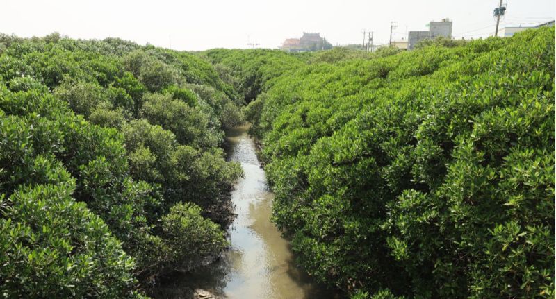 新竹縣府會勘牛埔溪水筆仔  汛期前部分河道緊急疏伐