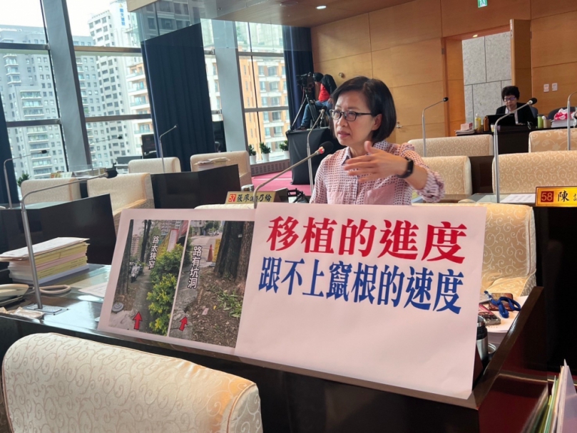 行道樹移植進度趕不上竄根速度  國民黨台中市議員朱暖英:人和樹都很重要 人樹要互利共生
