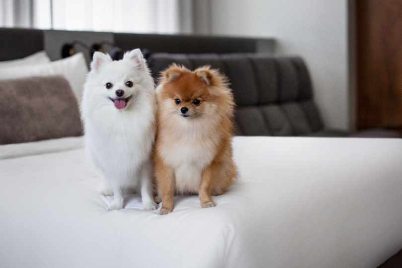 帶毛孩來新竹玩很OK  竹市推動物友善標章  30家業者通過認證