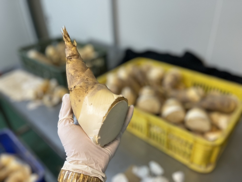 夏季鮮美滋味就是它！農糧署北區分署力推健康綠竹筍