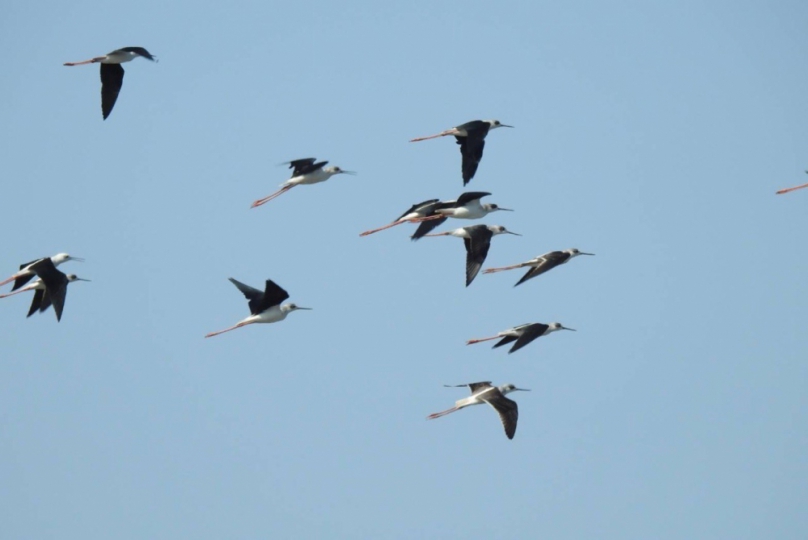 台中高美濕地生物多樣性生態體驗  5月27日起開放報名