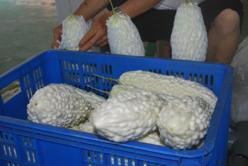 大甲區農會輔導農民採「三株一體」苦瓜保命種法種植  造福瓜農提升收益