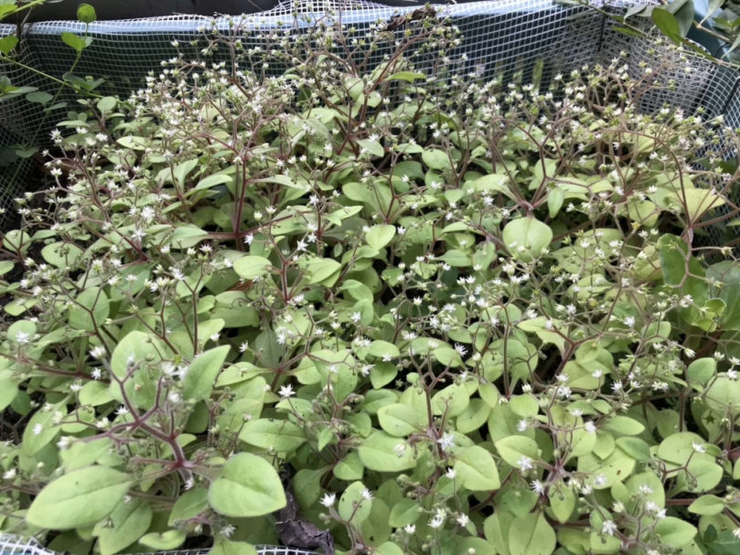 山林小精靈躍動新生命   受脅植物大葉火焰草重返烏來