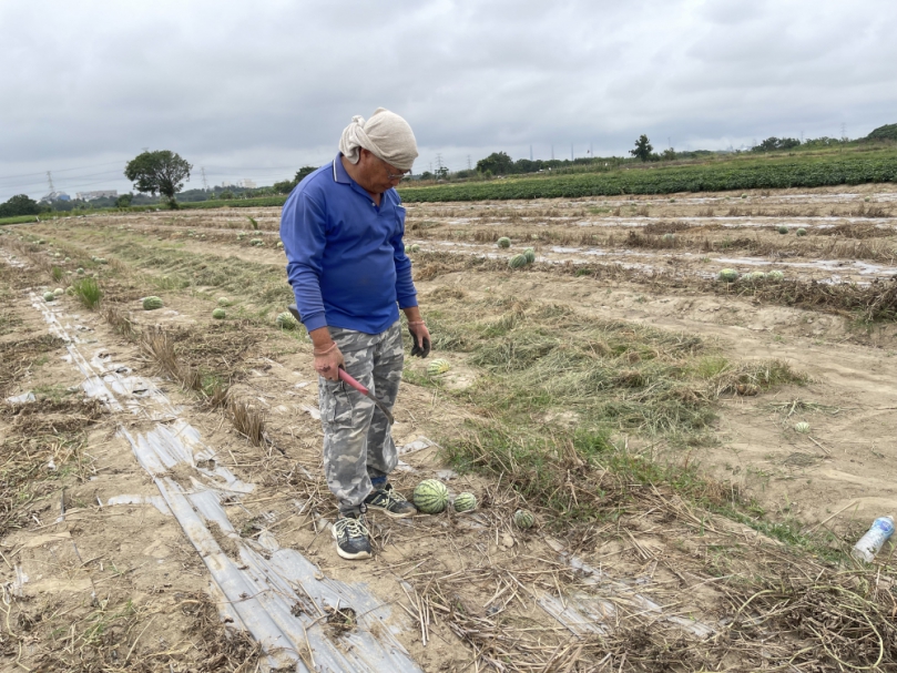 中市大肚區文昌段西瓜災損  6月11日前可申請現金救助