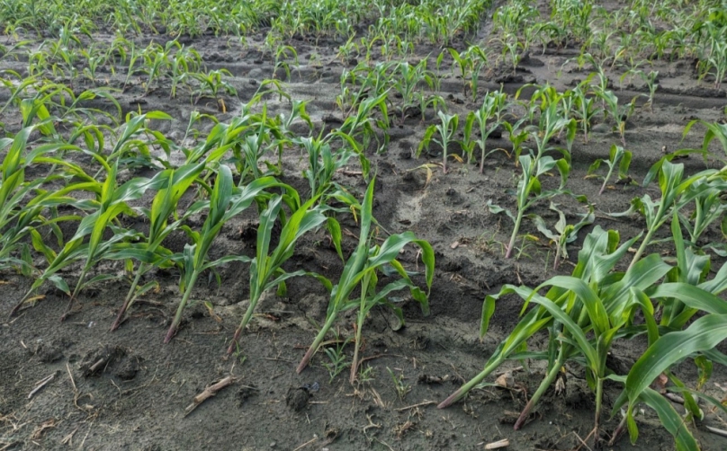 崙背鄉、褒忠鄉玉米農損　立委劉建國邀農糧署會勘