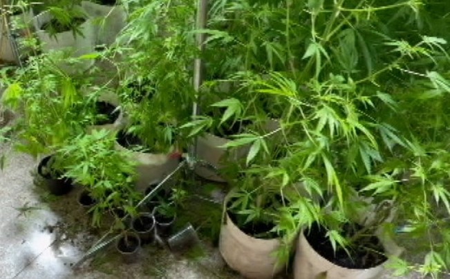 雲林二崙鄉破獲大麻種植場　市價1億3千多萬三嫌遭起訴