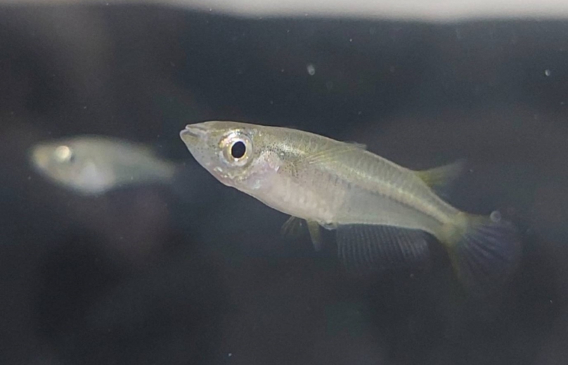 雲林縣政府與宜梧國中攜手　打造成龍濕地珍貴生態教育