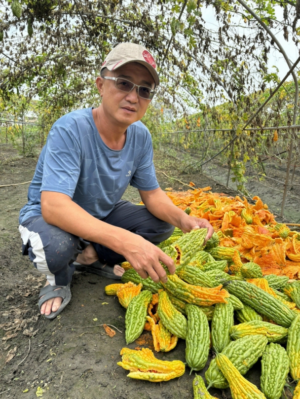 日前一場傾盆大雨造成甲安埔地區種植苦瓜嚴重腐爛爆裂
