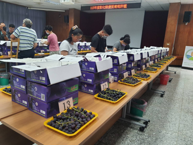 彰化縣露天葡萄果品評鑑競賽，在農改場舉辦。（照片記者周為政攝）