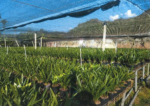 小心使用農地  填土違建不應當