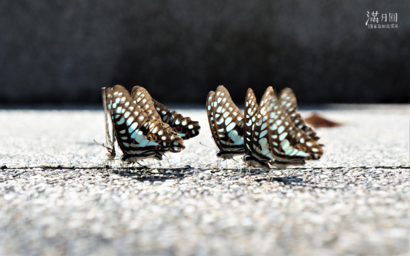 與蝶共舞Chill一「夏」  就來滿月圓漫步悠遊