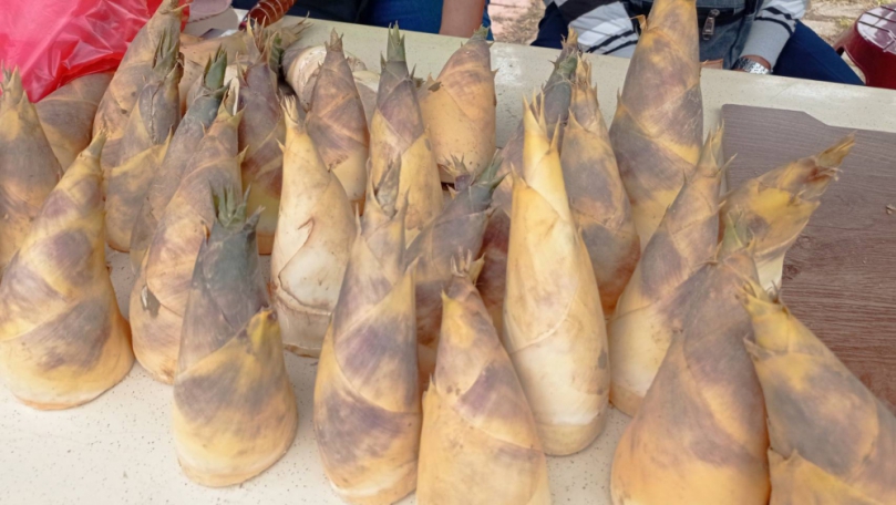 「白、彎、 矮、肥」新竹寶山綠竹筍好吃有密碼