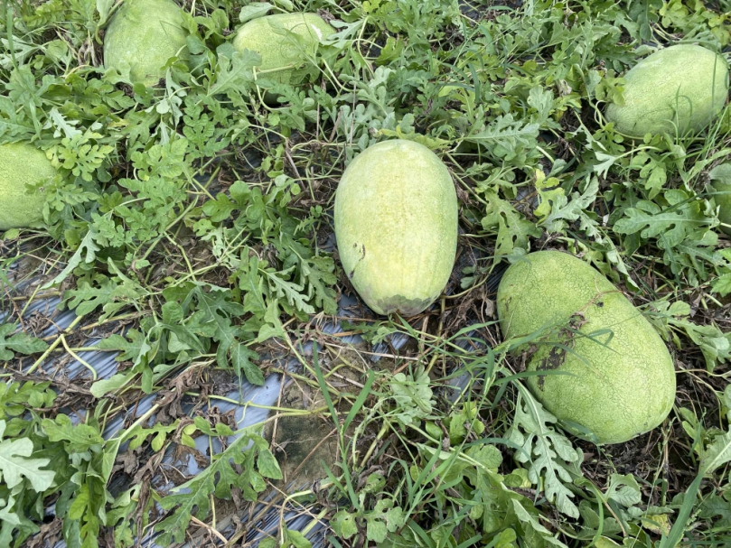 新竹縣3鄉鎮6月上旬西瓜、洋香瓜受損   天然災害現金救助18日開始受理