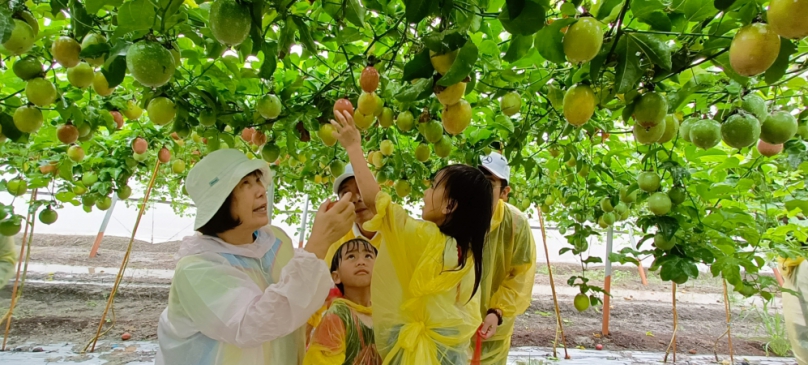 家扶永久認養人聯誼會，邀家扶親子採摘百香果。（照片家扶提供）