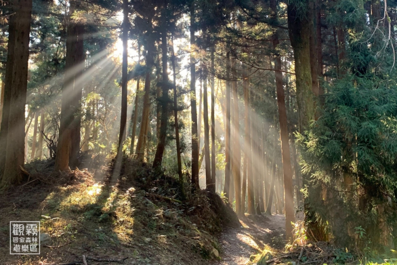 森林解說員帶您走入觀霧森林消暑去！