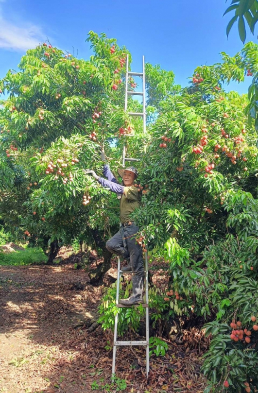 林調源班長用心管理糯米荔枝  拍賣出每公斤460元的佳績