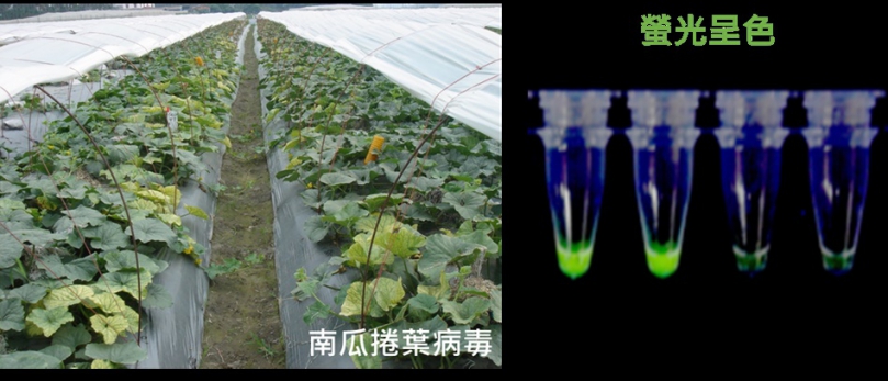 快檢出手  高風險植物病原一把抓