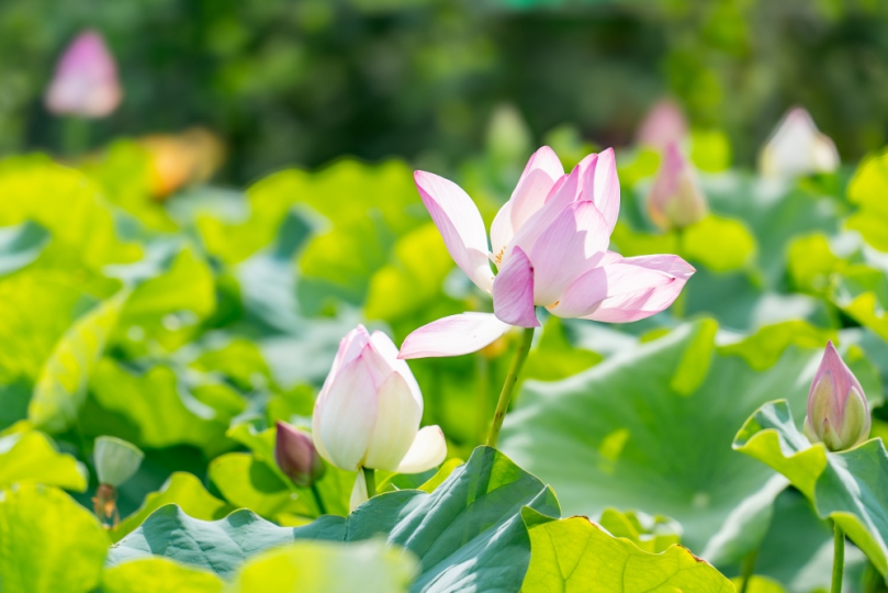 2024桃園蓮花季開幕　遊觀音賞蓮花正是時候