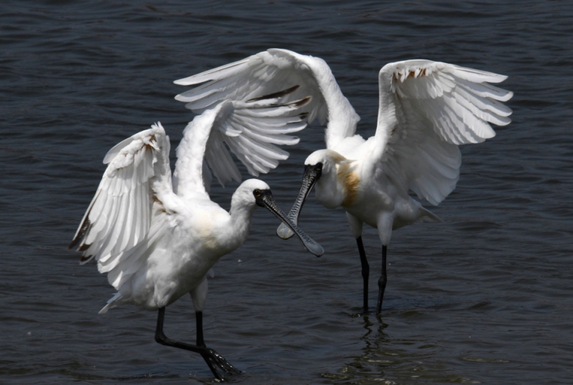 臺南黑琵度冬數量增加，本市棲地保育成果婓然