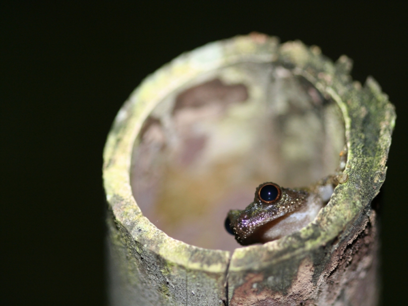 東眼山「森命之島」保育季活動開跑   一起為台灣生態盡一份心力