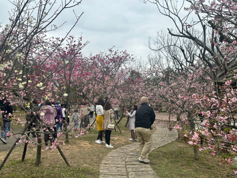 「泰安櫻花季」訂22日開跑，櫻花卻迫不及待綻開吸引遊客觀賞