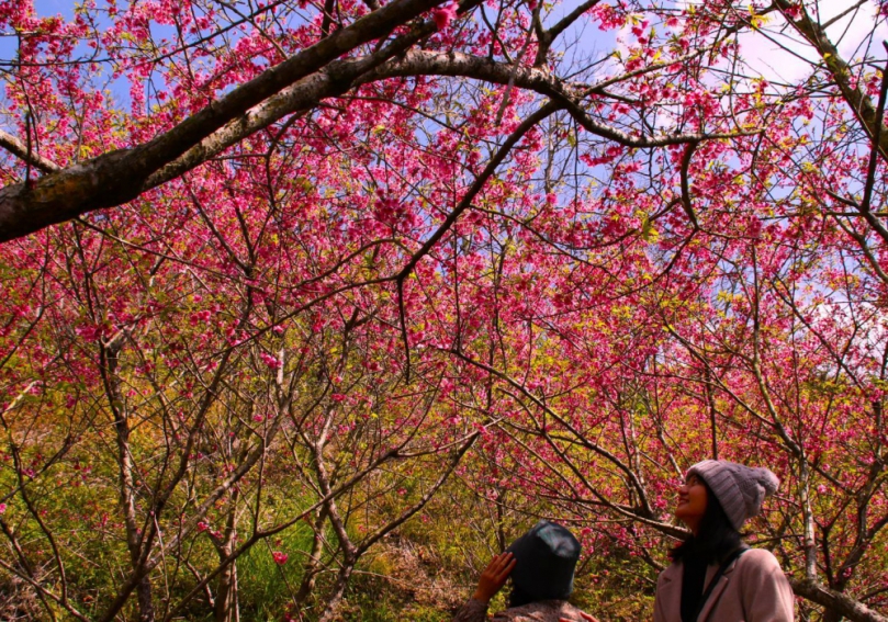 新社櫻花季二月初開跑！中市觀旅局邀賞花