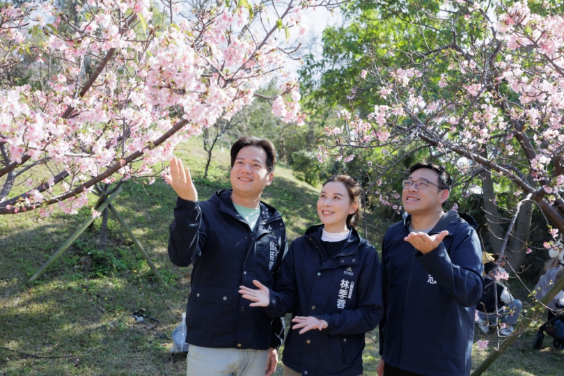 日本櫻花祭3月才登場   新竹市賞花季800株櫻花怒花   首日即狂吸4.5萬賞櫻人潮