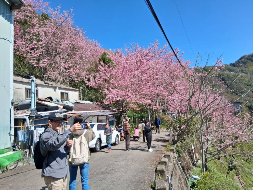 228連假拉拉山櫻花爆開　來一場浪漫櫻花盛宴