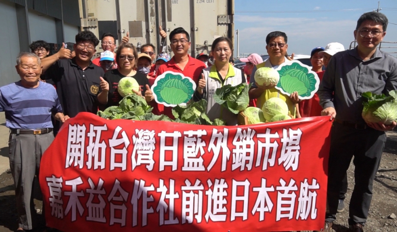 （影音）／台灣高麗菜首批封櫃外銷日本　迎戰極端氣候國際市場需求增