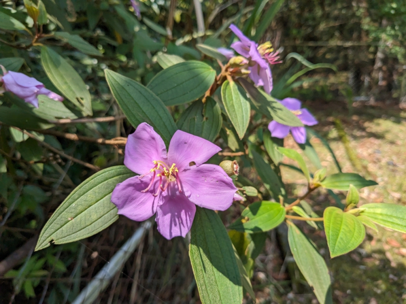 「花漾植感，綻放韌性!」 林業及自然保育署臺中分署38國際婦女節限量贈苗888株