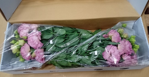 洋桔梗切花橫式包裝外銷技術新突破