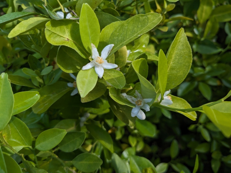 林業及自然保育署臺中分署38國際婦女節限量贈苗888株