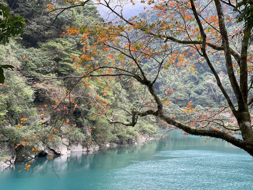 春意漸濃  百花怒放  歡迎共遊北臺灣國家森林遊樂區