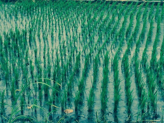 幾天斷續雨勢加春雷農民春耕不缺水　將提升大甲媽且九天八夜遶境熱度