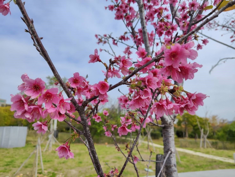 讓樹木有個適合的家！台中嶺東公園櫻花綻放點綴初春景色