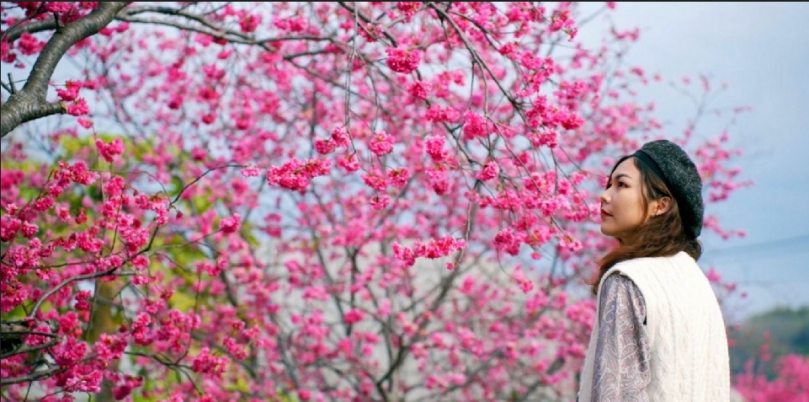 台中花都繽紛浪漫   中市觀旅局揭一年四季賞花情報